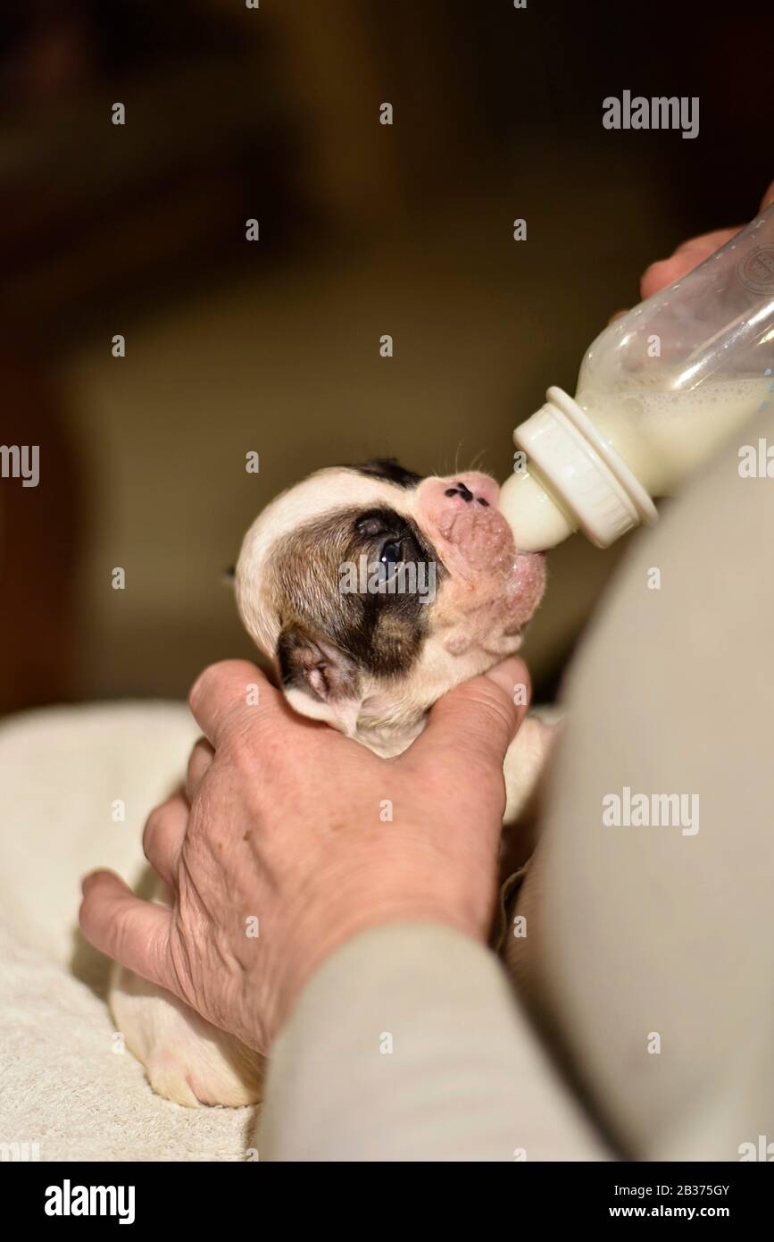 Französischer Bulldogge Welpe gefüttert mit Milch aus einer Flasche Stockfoto