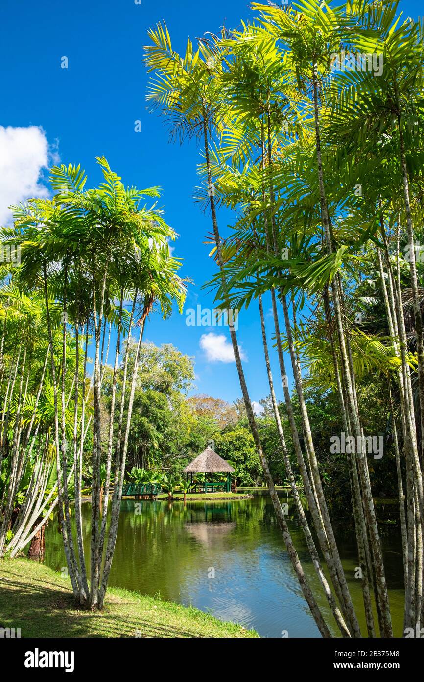 Mauritius, Pamplemousses District, Pamplemousses, Sir Seewoosagur Ramgoolam Botanischer Garten Stockfoto