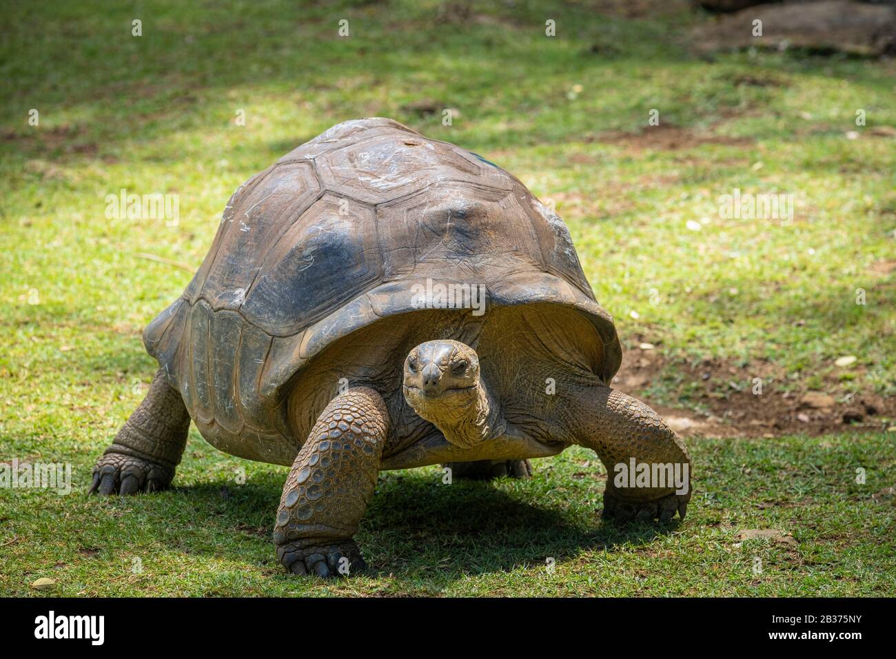 Mauritius, Distrikt Pamplemousses, Pamplemousses, Botanischer Garten von Sir Seewoosagur Ramgoolam, riesige Schildkröten der Seychellen (Aldabrachelys gigantea) Stockfoto