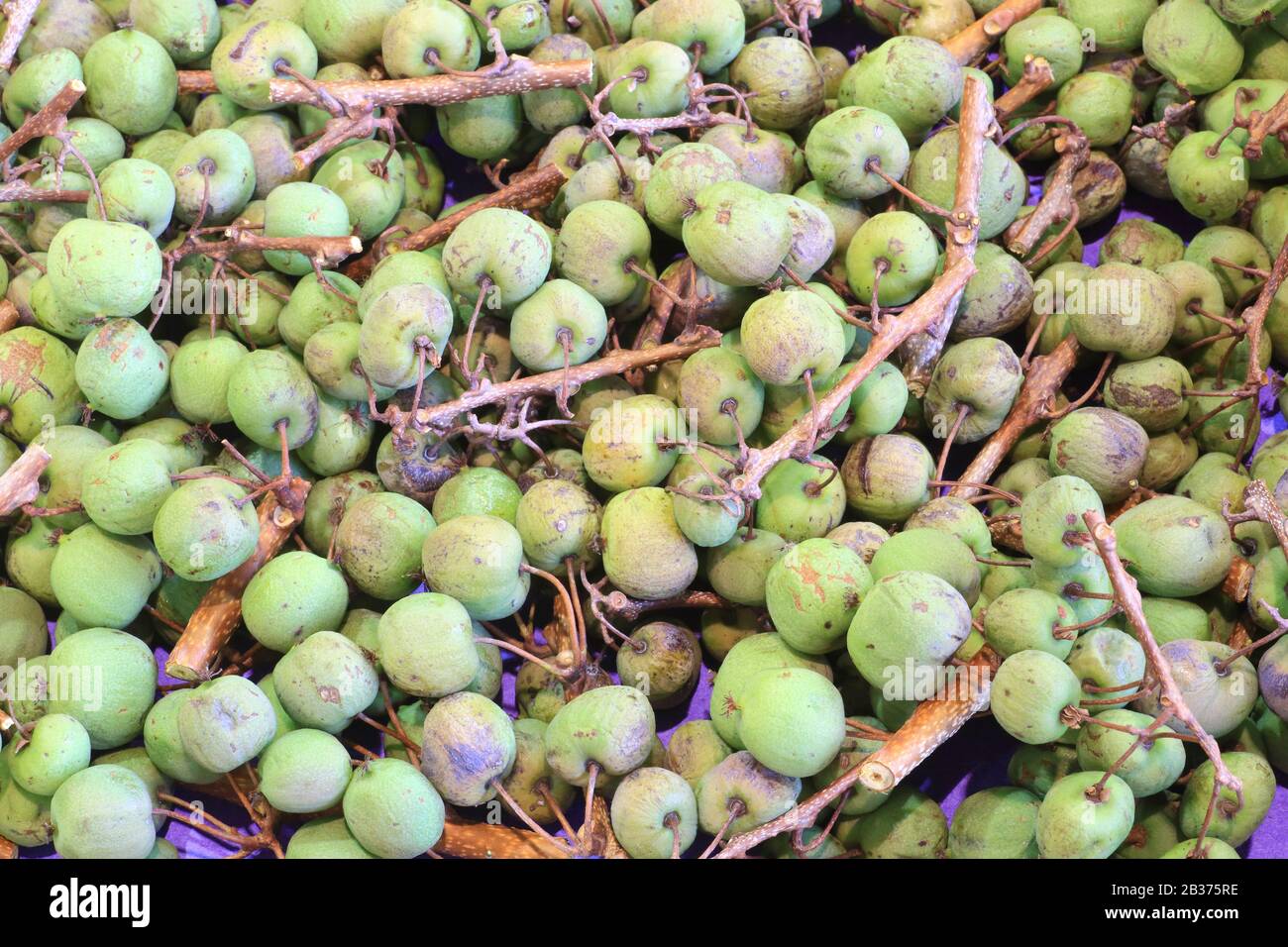 Frankreich, Correze, Brive la Gaillarde, Halle Georges Brassens, Markt, Biokiwi (Actinidia arguta) auch Siberian Kiwi genannt Stockfoto