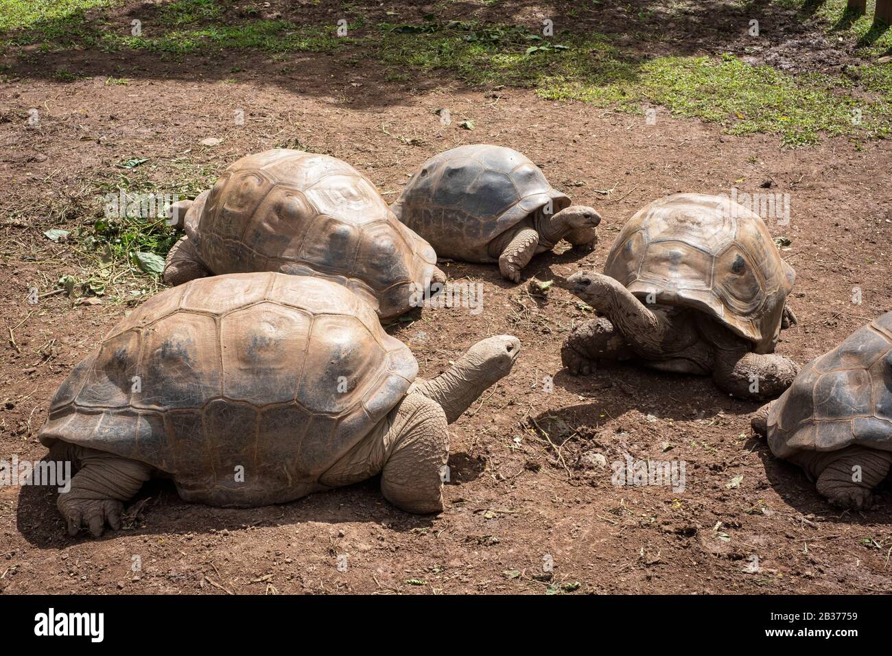 Mauritius, Riviere Noire District, Chamarel, Seven Colored Earths, Giant Seychelles Schildkröten (Aldabrachelys gigantea) Stockfoto
