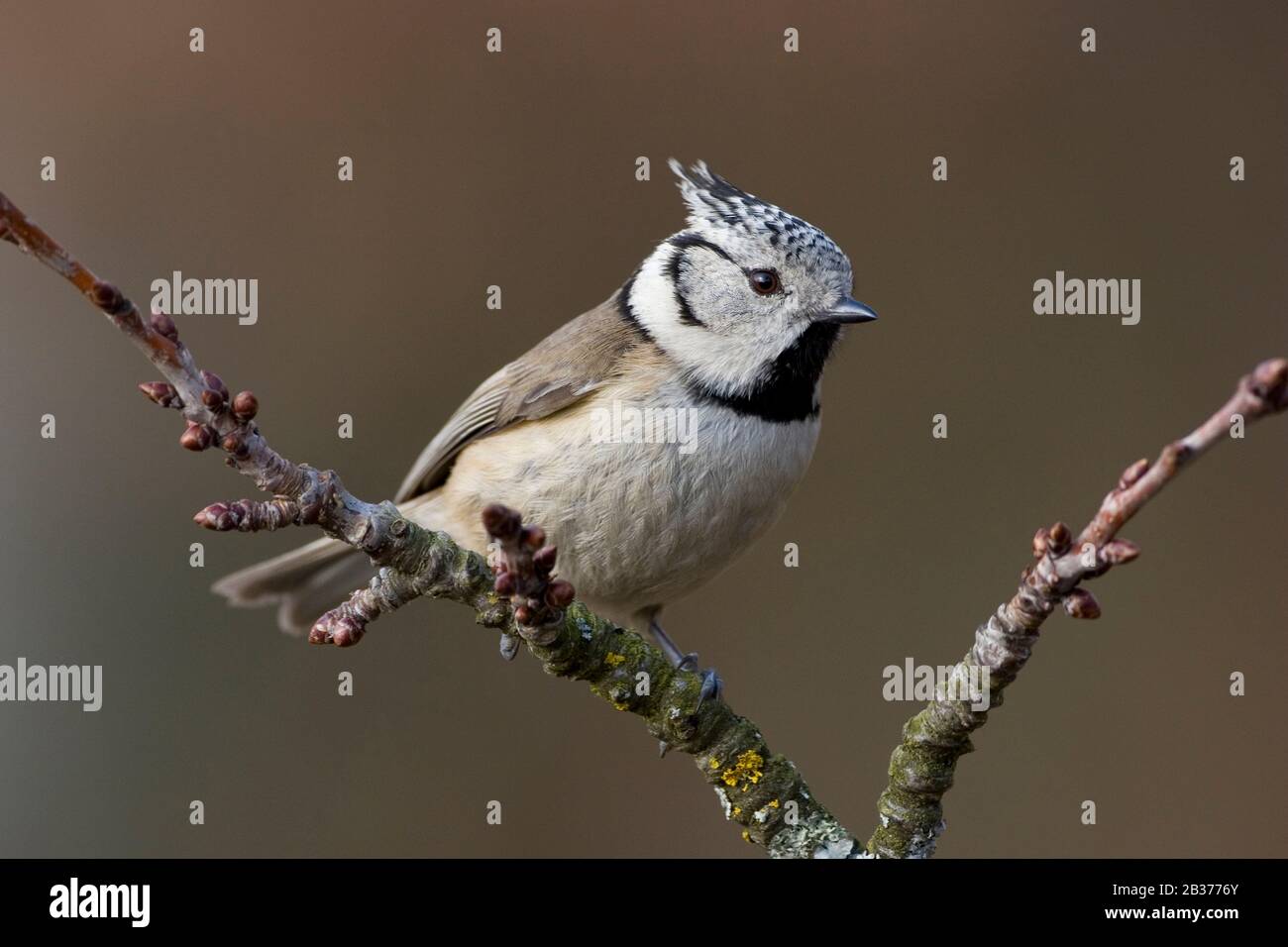 Haubenmeise (parus cristatus) Stockfoto