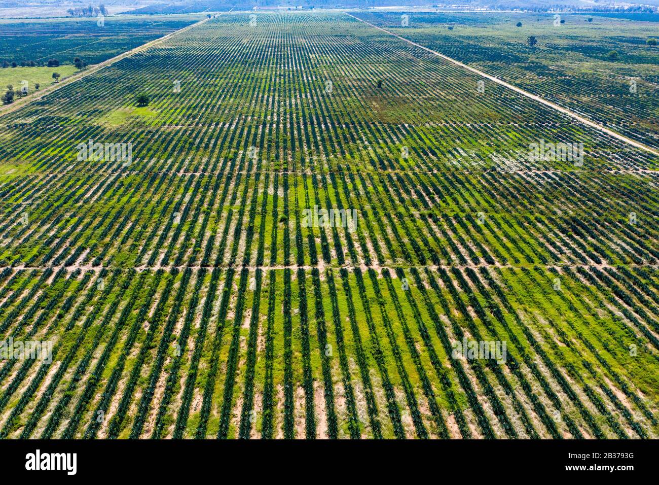 Kenia, betwwen Bogoria Lake und Nakuru Town, Sisal Crops (Luftbild) Stockfoto