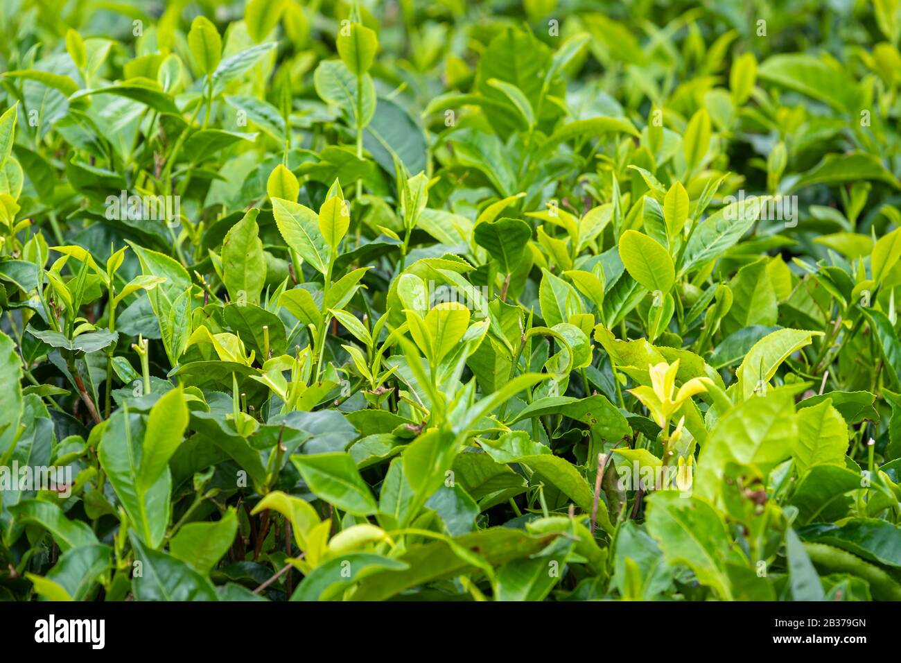 Mauritius, Distrikt Savanne, Grand Bois, Domaine de Bois Chéri, der größte Teeproduzent auf Mauritius, Teeplantagen Stockfoto