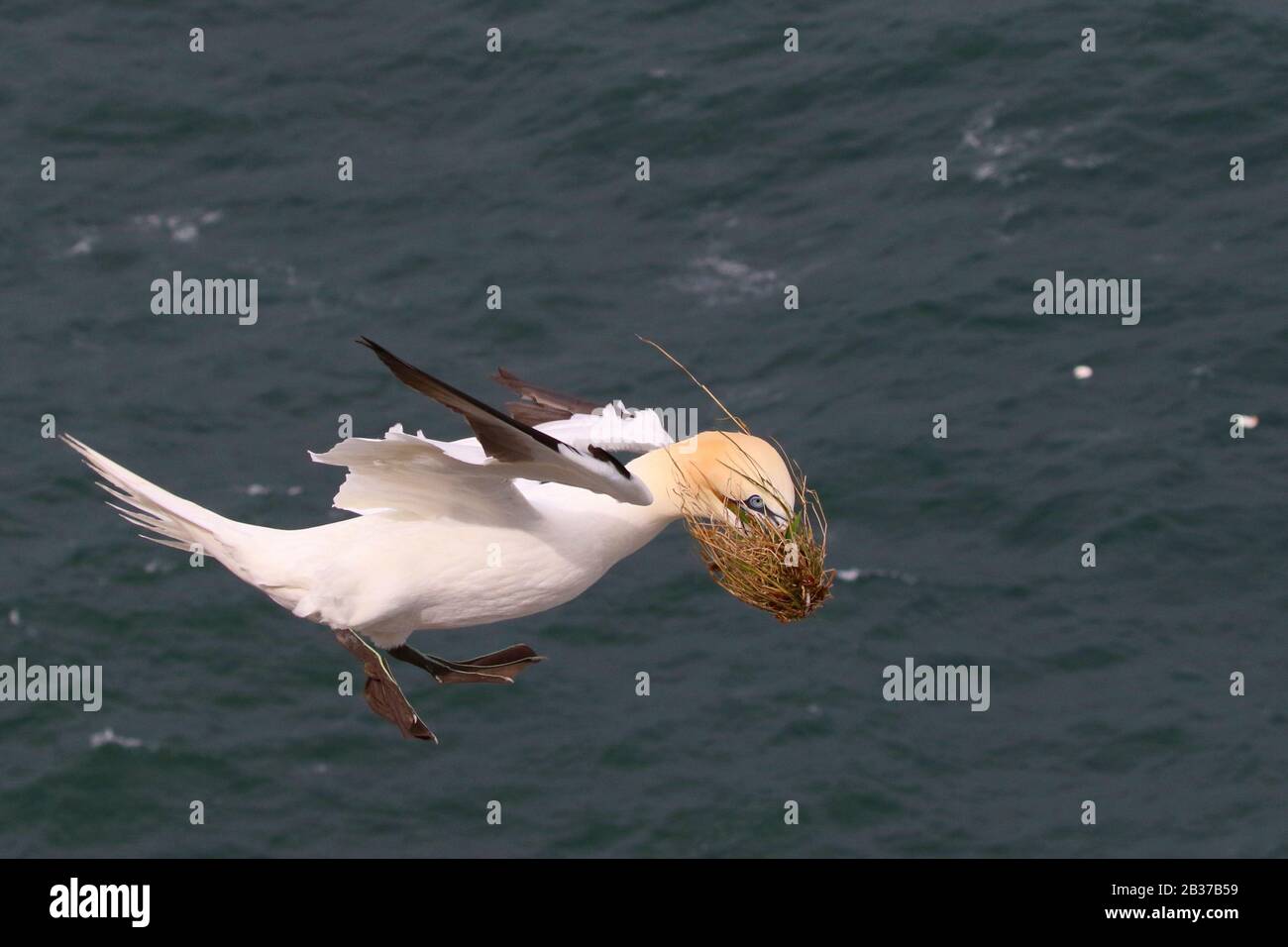 Northern Gannet, auch bekannt als solan-gans, Morus bassanus, Großbritannien, fliegt mit Nistmaterial im Schnabel Stockfoto