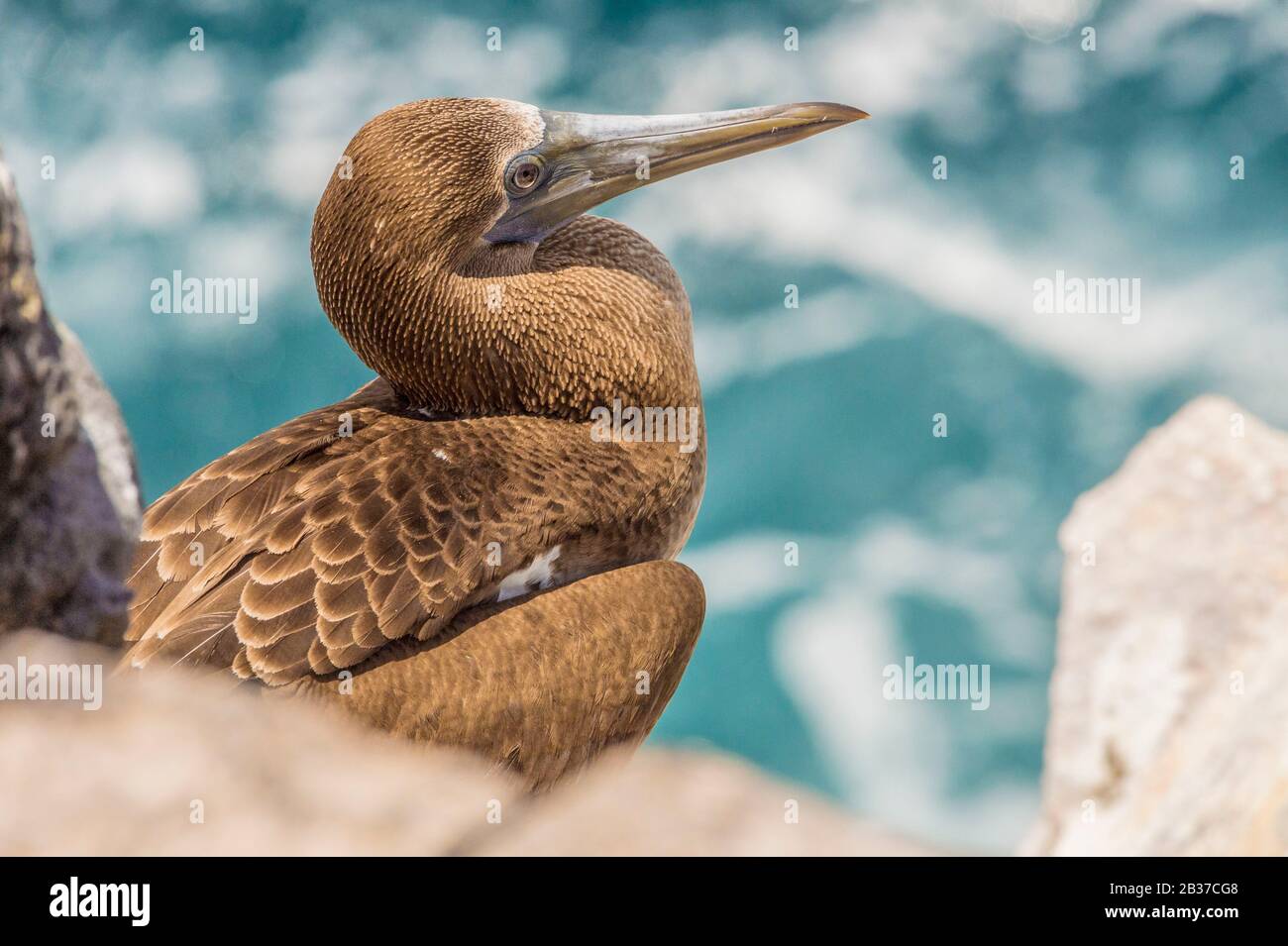 Ecuador, Galapagos-Archipel, von der UNESCO zum Weltkulturerbe ernannt, Santa Cruz Island, Plaza South Island, Blue-footed Booby (Sula nebouxii) juvenile Stockfoto