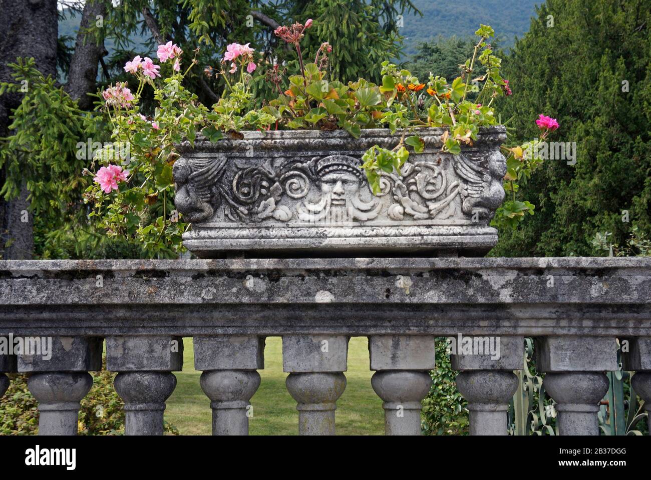 Antiker Geranium Blumentopf auf Gartenbalustrade Stockfoto