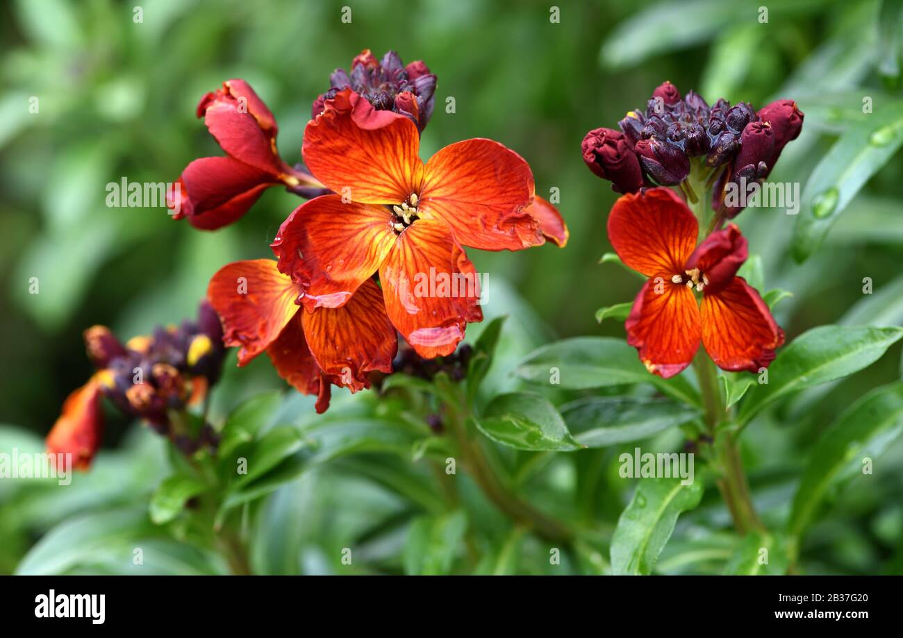 Nahaufnahme der roten Wandblumen nach einer Regendusche. Stockfoto