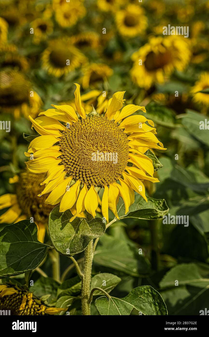 Sonnenblume Stockfoto