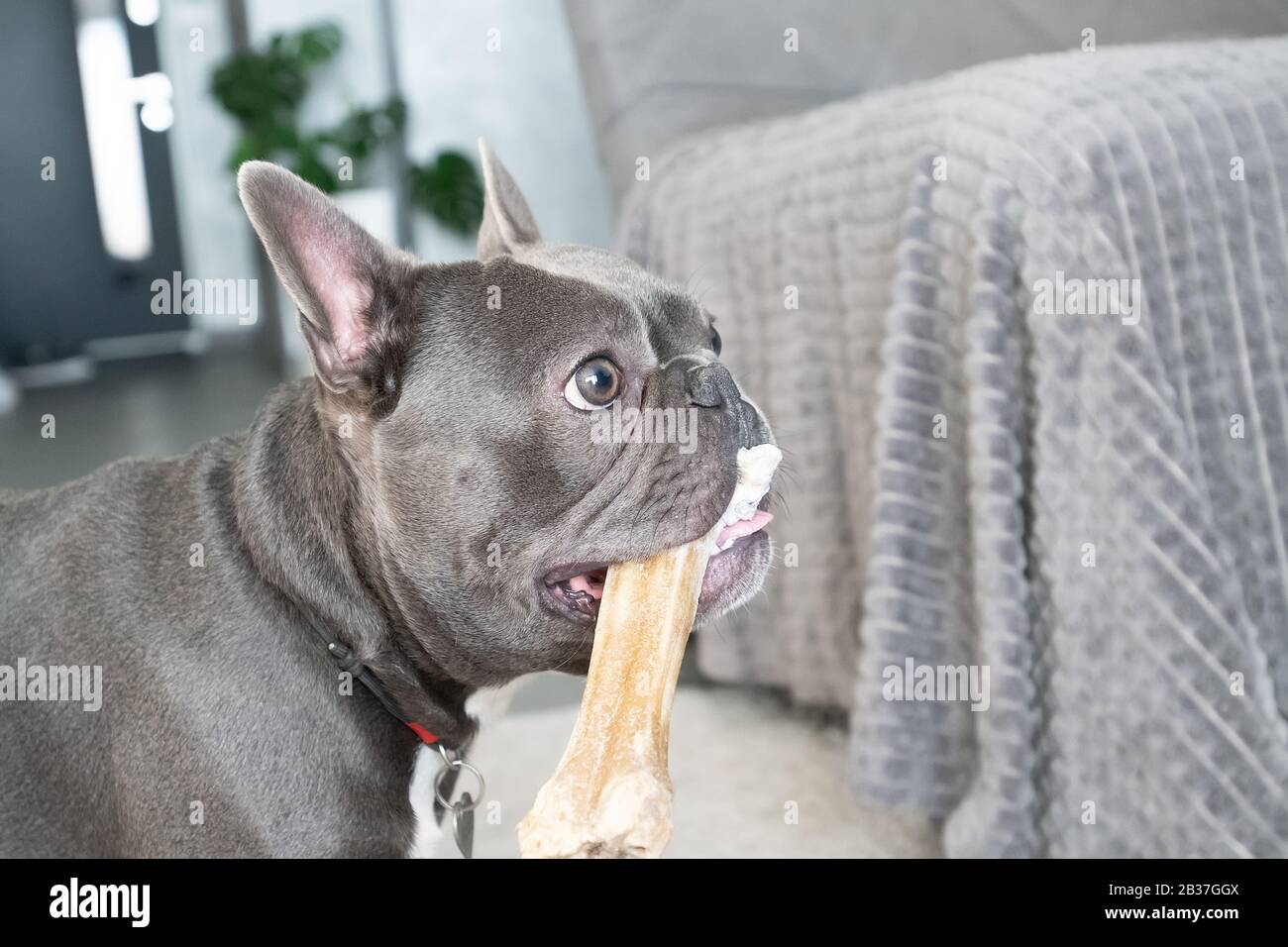 Französisches Bulldor im Hochformat graue Farbe zu Hause Stockfoto