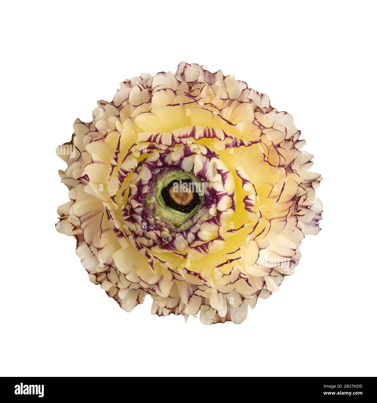 Ranunculus blüht auf Weiß Stockfoto