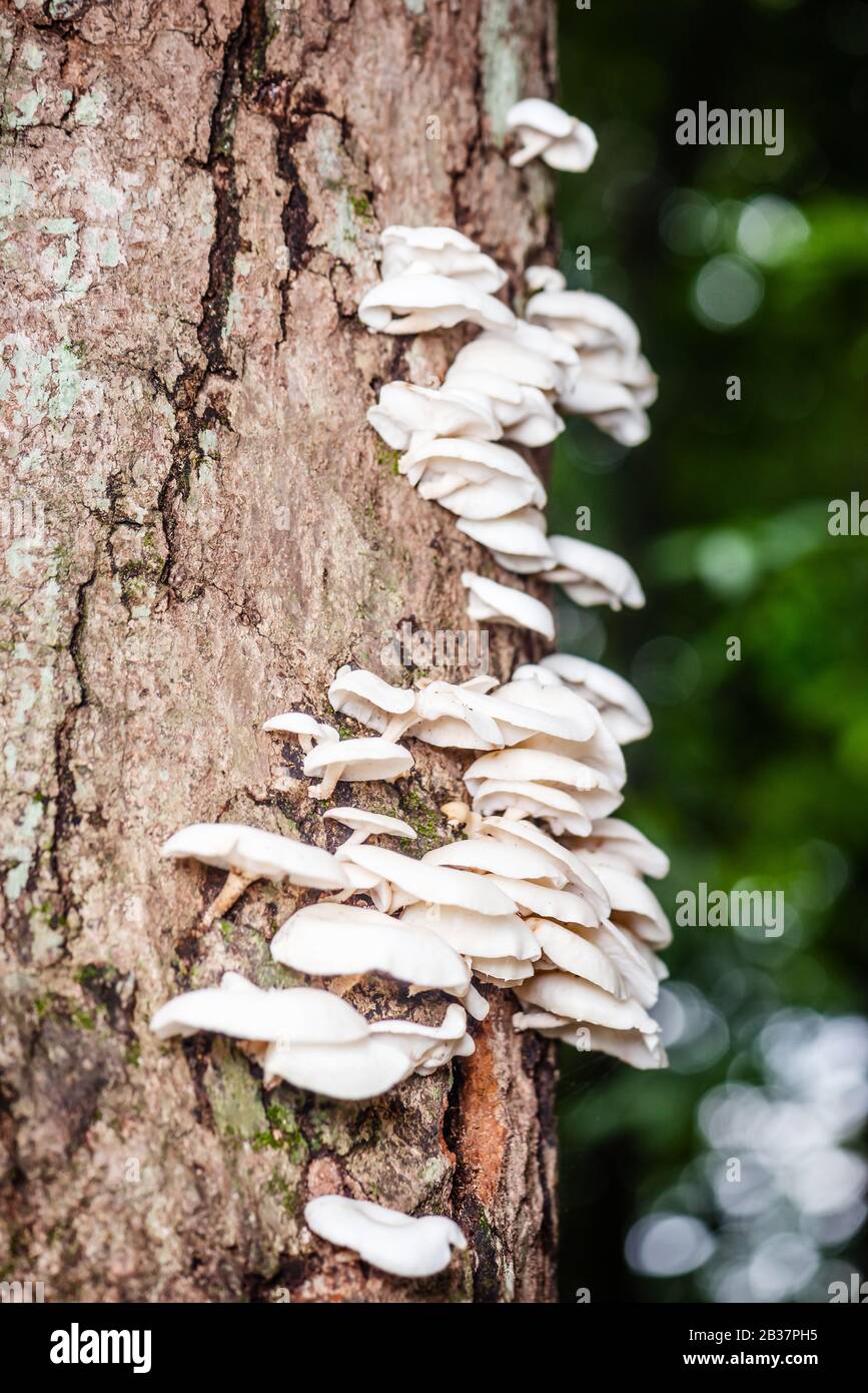 Weiße Pilze auf dem Tree Bark Cleaver Woods Park in Trinidad, tropischer Wald in der Nähe Stockfoto
