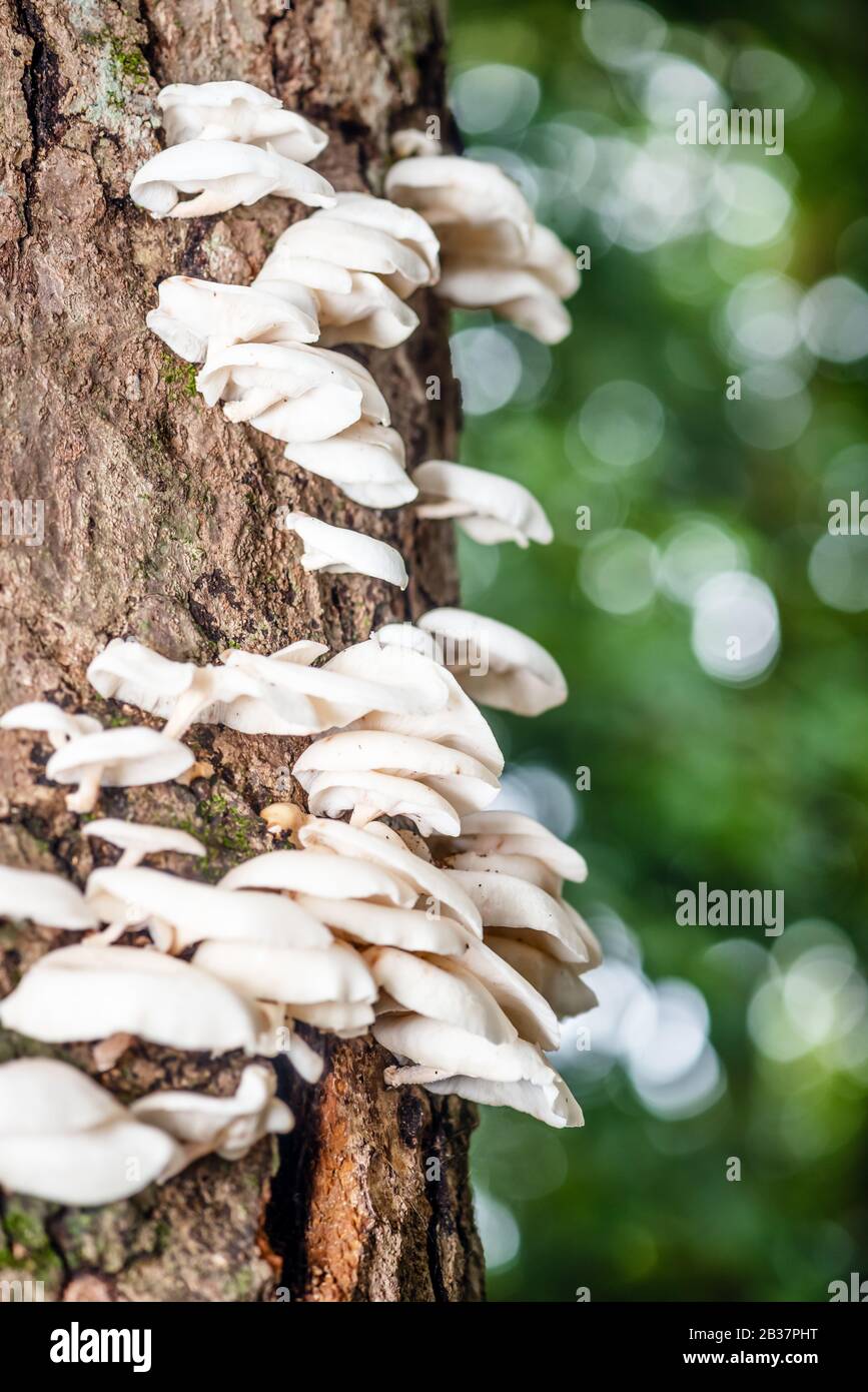 Weiße Pilze auf dem Tree Bark Cleaver Woods Park in Trinidad, tropischer Wald in der Nähe Stockfoto