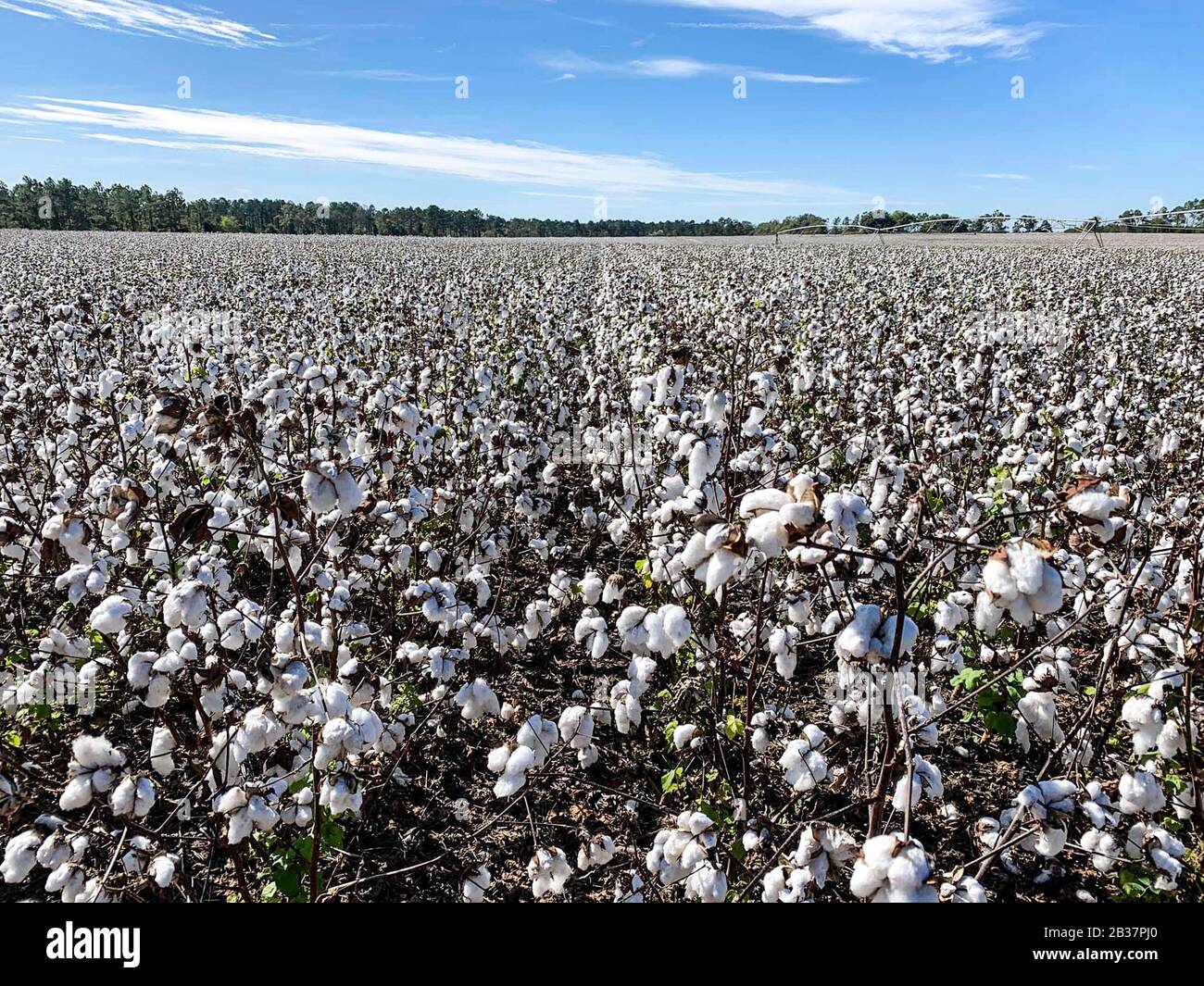 Baumwolle wächst auf dem Feld, Baumwollfeld und blauer Himmel. Stockfoto