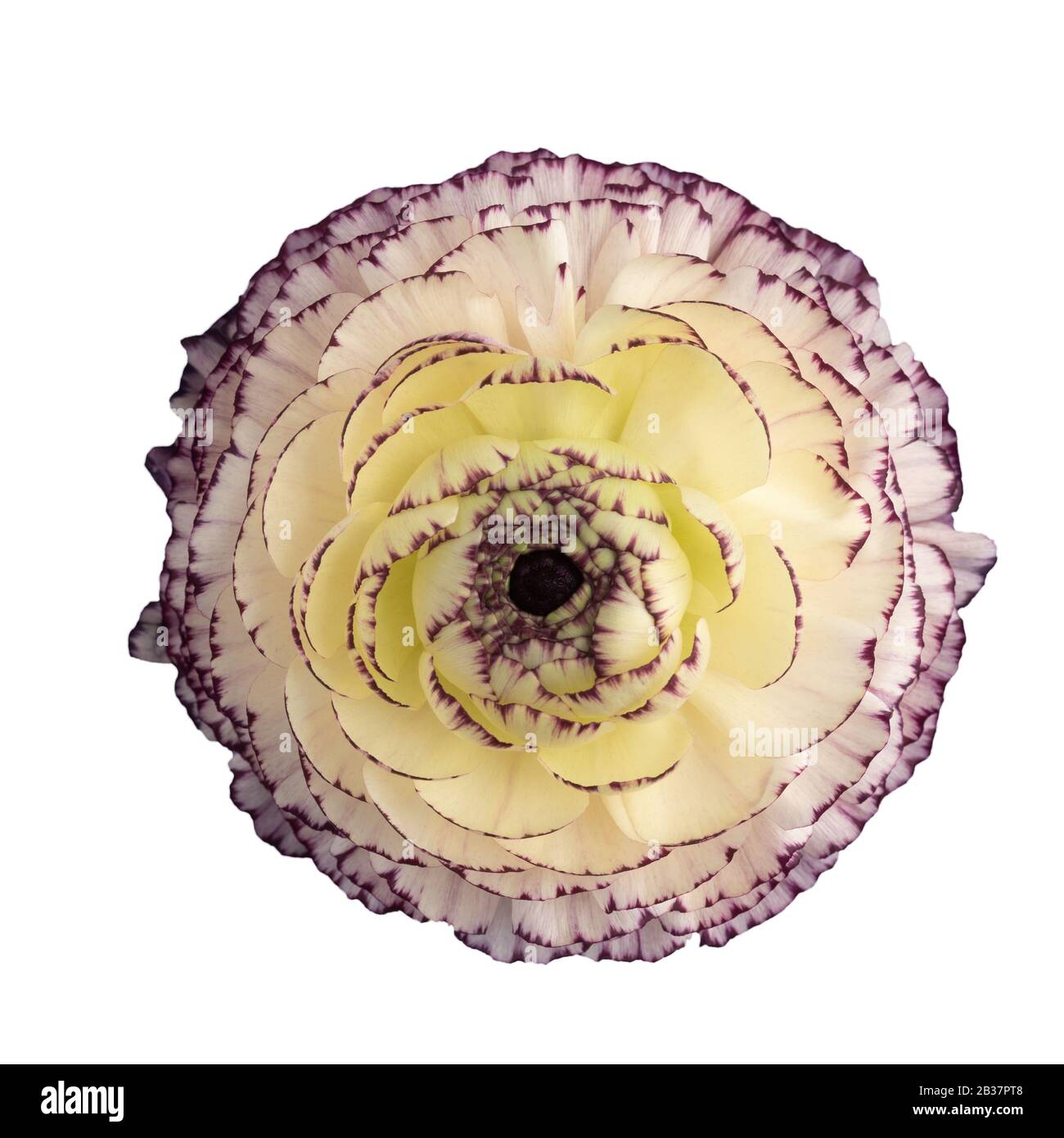 Ranunculus blüht auf Weiß Stockfoto