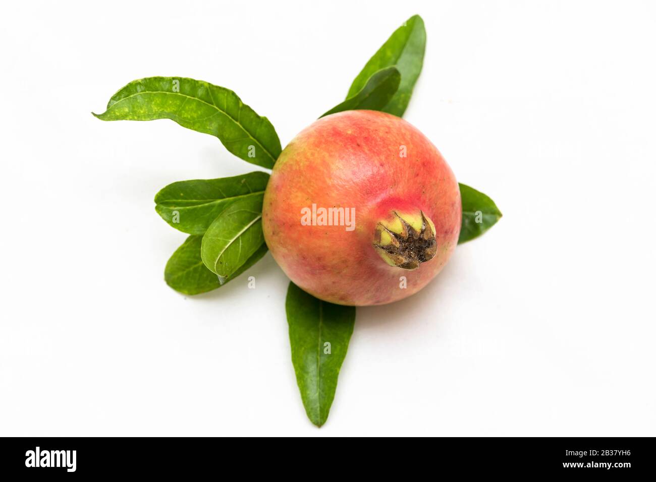 Frisches, natürliches Obst aus Granatapfel aus Griechenland. Stockfoto