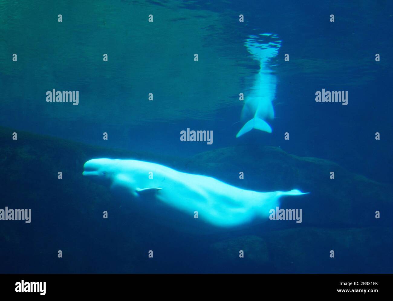 Beluga/Beluga/Delphinapterus leucas; kontrollierte Bedingungen, Beluga Wal, Wale Stockfoto