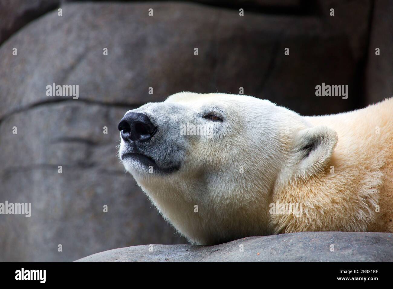 Entspannter Eisbär, ursus maritimus / entspannter Eisbär, ursus maritimus Stockfoto