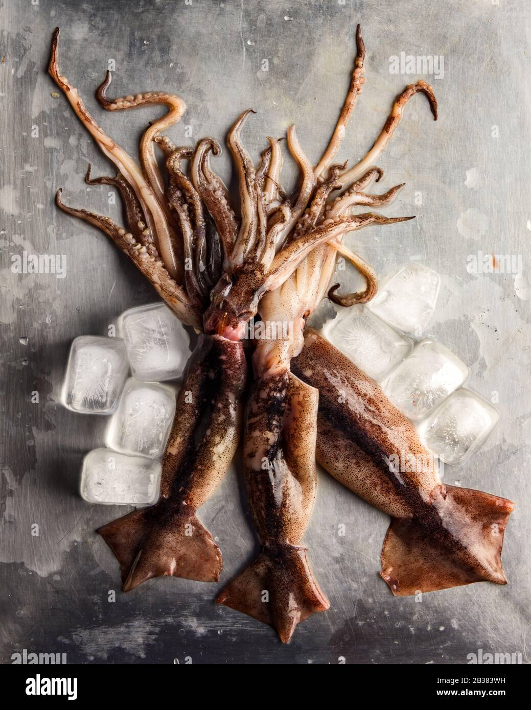 Roher Tintenfisch mit Eiswürfeln auf Stahlblech. Meeresfrüchtezutat. Lebensmittelfotografie Stockfoto