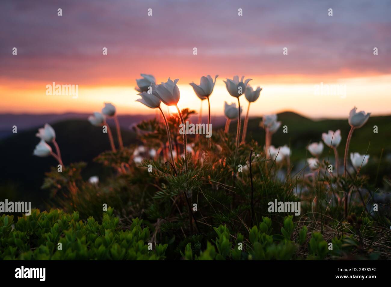 Fantastische Landschaft mit magischen, rosafarbenen Rendodendron und weißen Blumen in den Sommerbergen. Unglaubliches Licht bei Sonnenuntergang. Hintergrund der Natur. Landschaftsfotografie Stockfoto