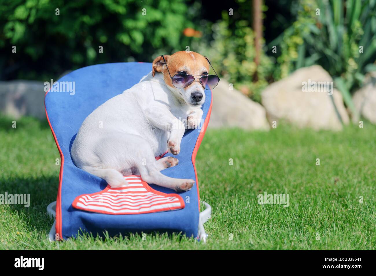 Jack Russel Terrier Hund liegt auf einem Liegestuhl in der Sonnenbrille. Entspannen Sie sich und Ferienhäuser Konzept Stockfoto