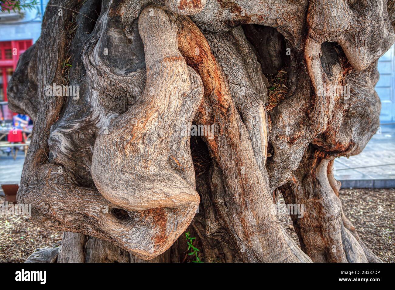 Olivenbaum mit großen Wurzeln Stockfoto