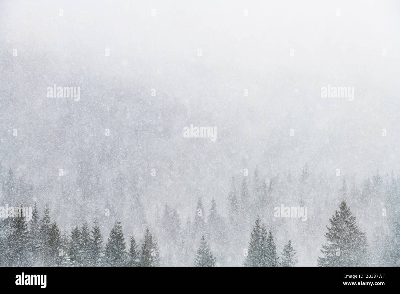 Schneesturm in den Winterbergen. Verschneite Fichten- und Kiefernwälder. Landschaftsfotografie Stockfoto
