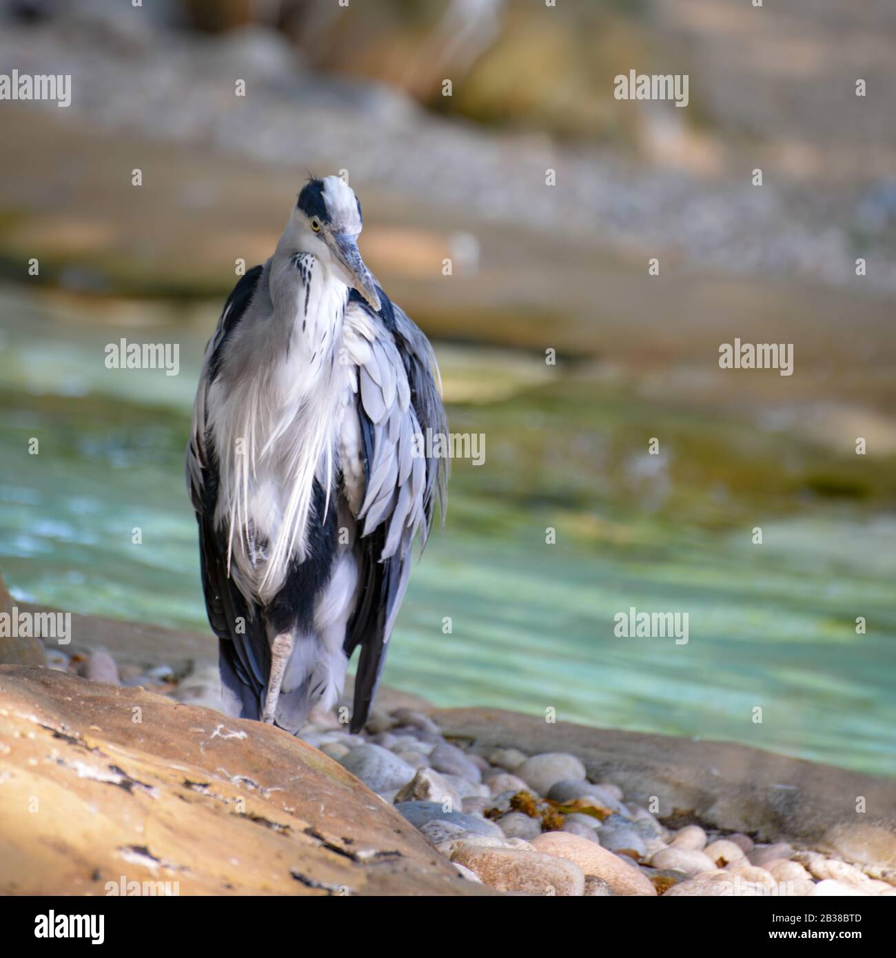Grauer Heron am Wasserrand stehend Stockfoto