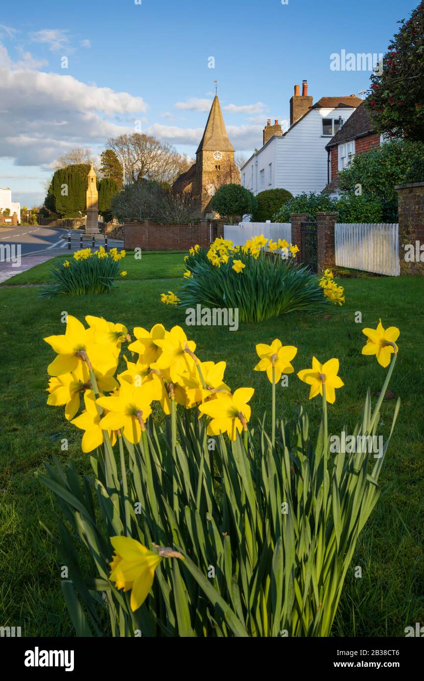 Die gelben Daffodils im Frühling wachsen am Rande der High Street mit der Kirche St. Bartholomews hinter, Burwash, East Sussex, England, Großbritannien, Europa Stockfoto