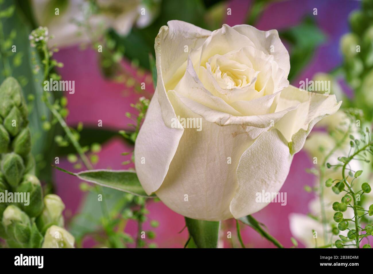 Weiße rose Stockfoto