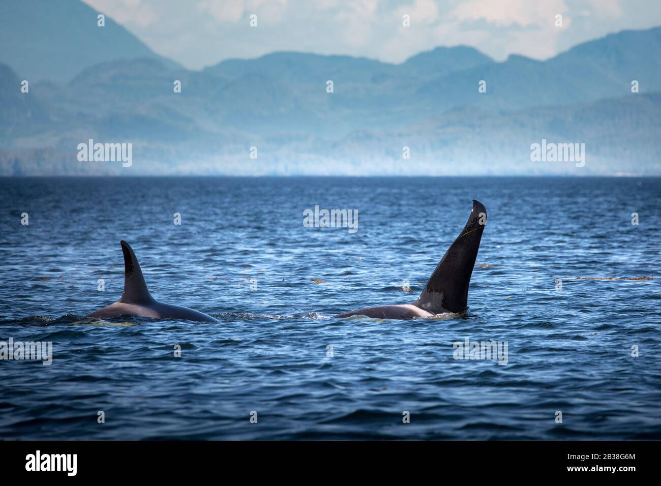 Wild Killer Whale Watching auf Vancouver Island, British Columbia, Kanada. Stockfoto