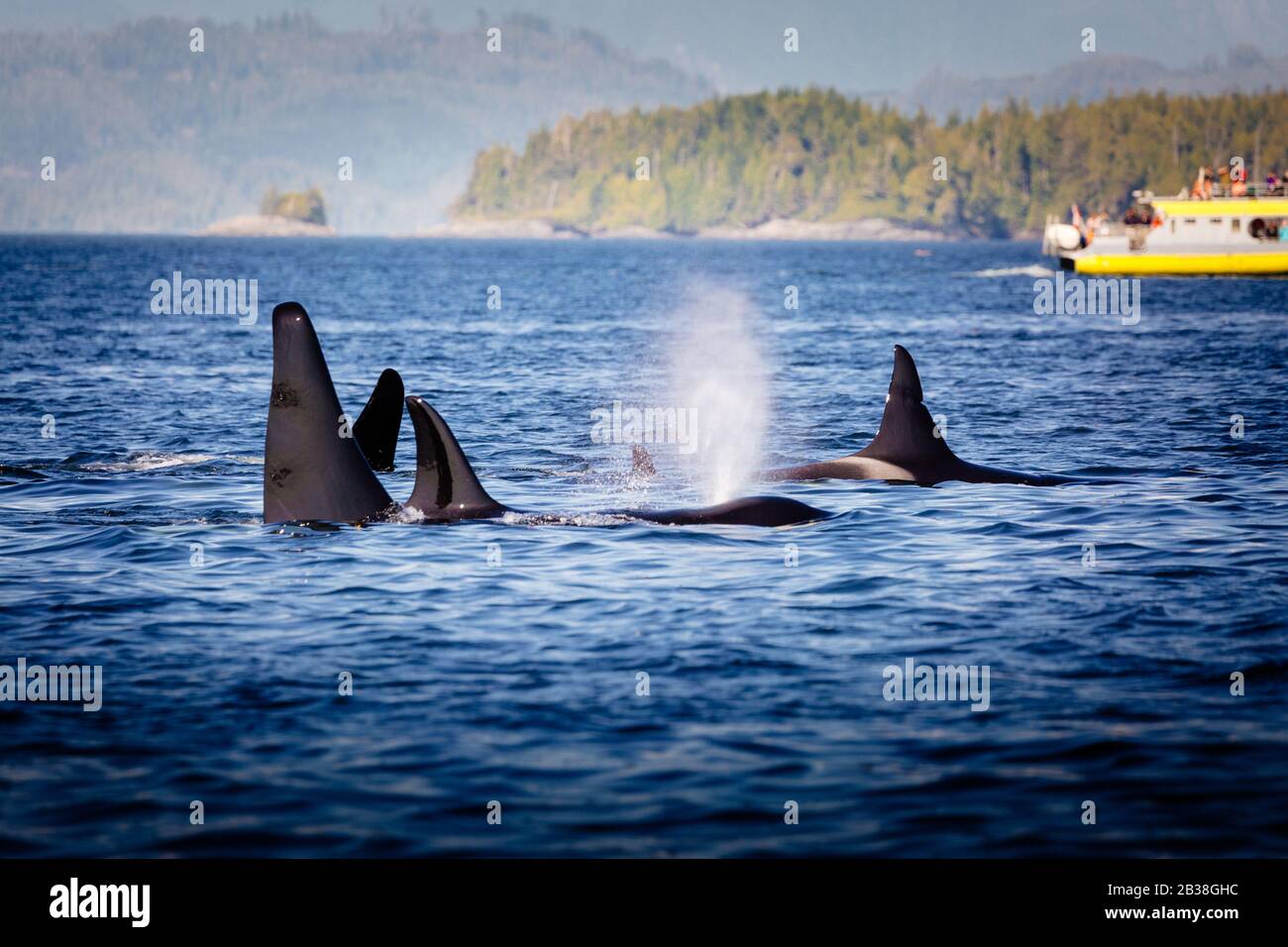 Wild Killer Whale Watching auf Vancouver Island, British Columbia, Kanada. Stockfoto
