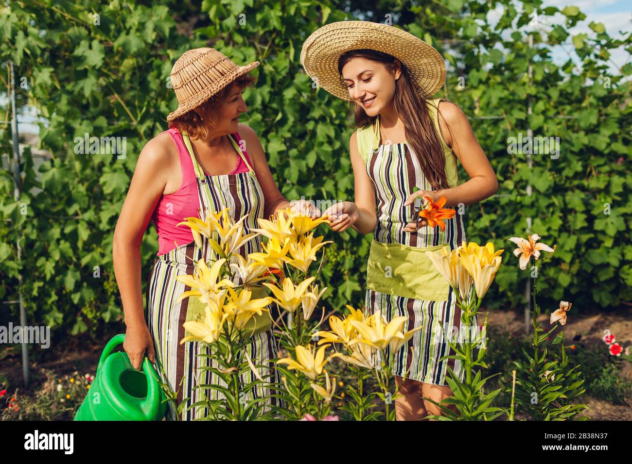 Frauentag, Muttertag. Seniorin und ihre Tochter versammeln Blumen im Garten und pflegen Liliensblüten. Stockfoto