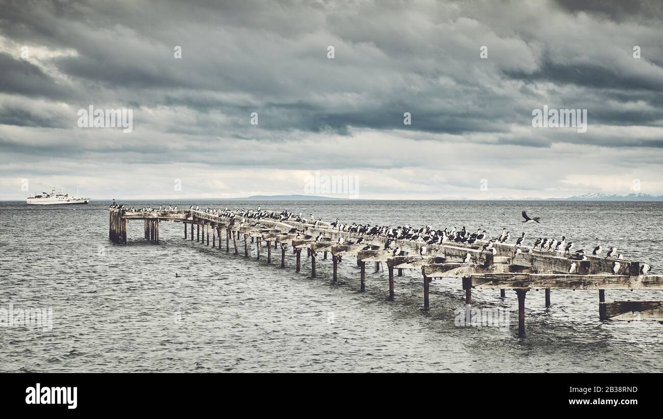 Pinguine auf einer alten Holzbrücke in Punta Arenas, der Hauptstadt von Chiles südlichster Region, Magallanes und chilenischer Antarktis, wurden farblich vertont Stockfoto
