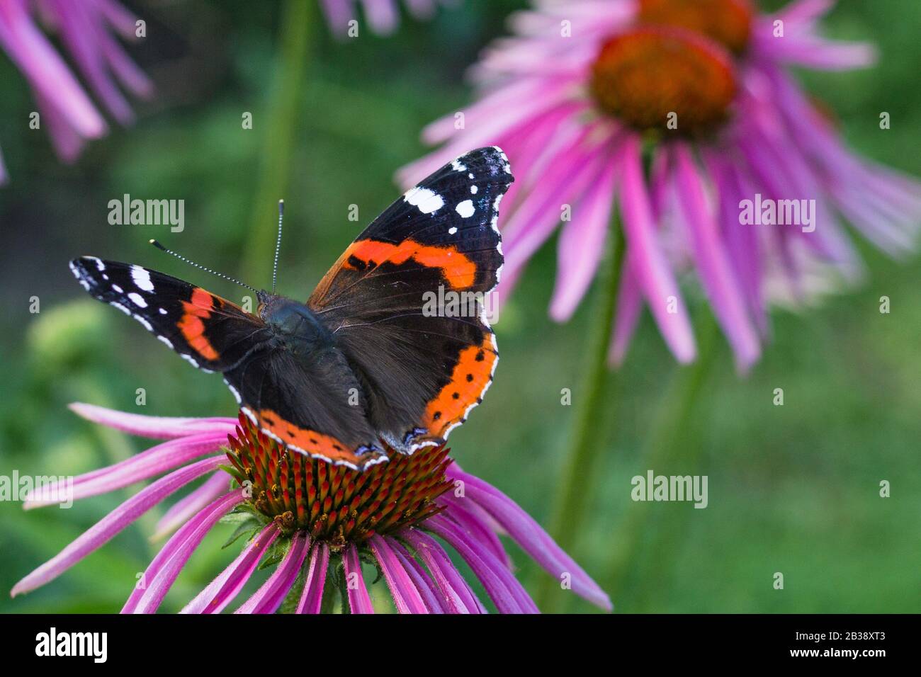 Roter Admiral Schmetterling auf einer Blumen von roter Farbe in einem Garten Stockfoto