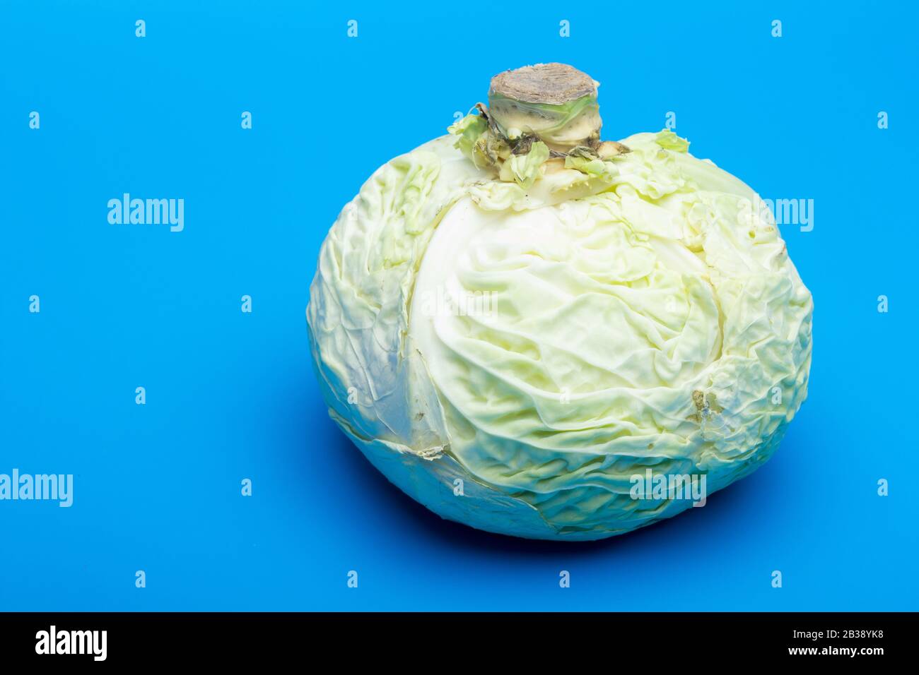 Der glatte, blassgrüne Kohl im Inneren ist ein Wintergemüse mit interessanten Ernährungseigenschaften; Stockfoto