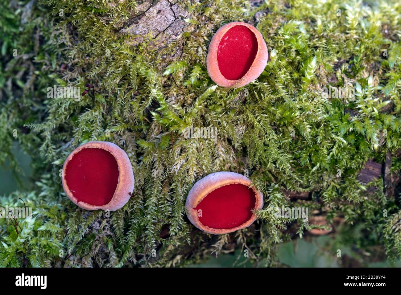 Sarcoscypha coccinea, ( scharlachroter Elfenbecher, scharlachrote Elfenkappe oder der scharlachrote Kelch) Pilz auf moos bedecktem verrottendem Baumzweig, der auf dem Boden liegt. Stockfoto