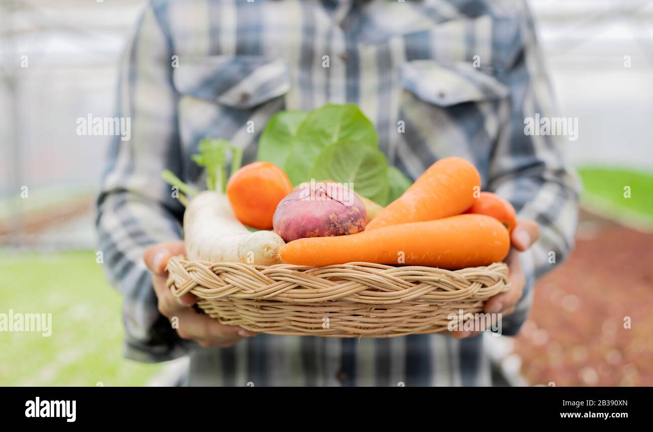 Bauer, der einen Korb mit biologischem Gemüse hält. Bio-Gemüse aus landwirtschaftlichen Betrieben, die bereit sind, von den Landwirten exportiert zu werden. Stockfoto