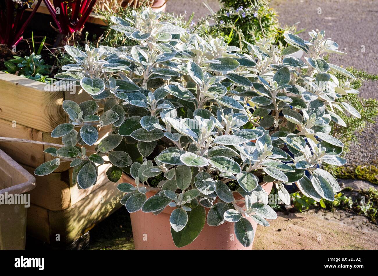 Im Februar ist bereits neues Wachstum auf dieser immergrünen, mehrjährigen Brachyglottis Walbertons Silberdormaus in einem englischen Garten zu erkennen Stockfoto