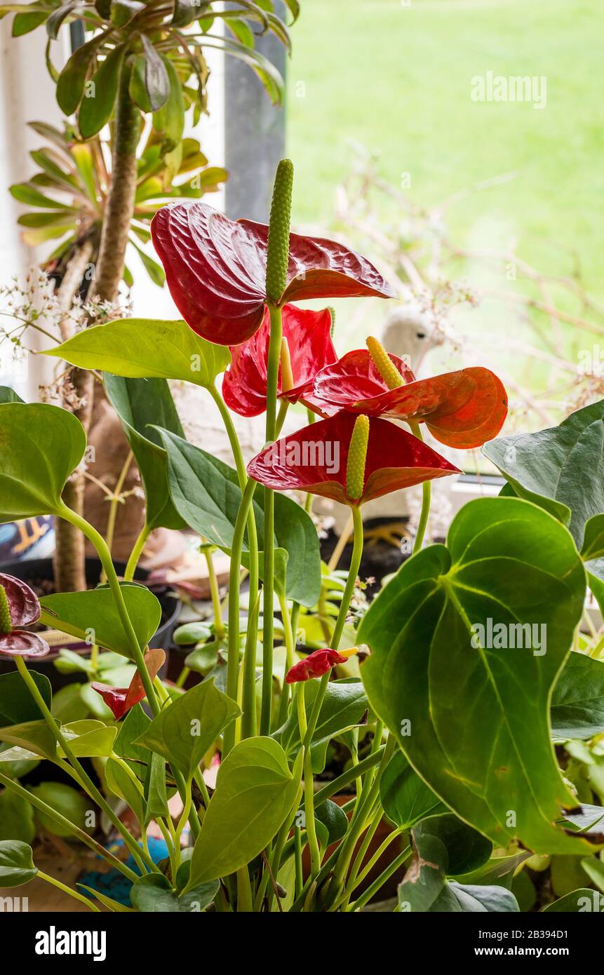 Eine attraktive Anlage aus rotem Anthurium, die im Winter in einem Wintergarten in Großbritannien wächst Stockfoto