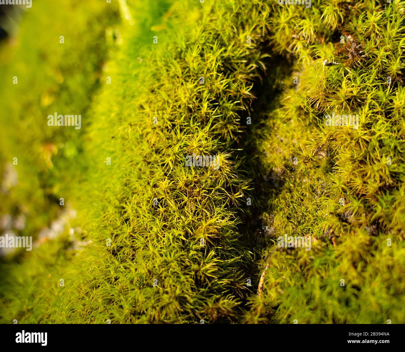 Grünes Moos im hellen Sonnenlicht Stockfoto