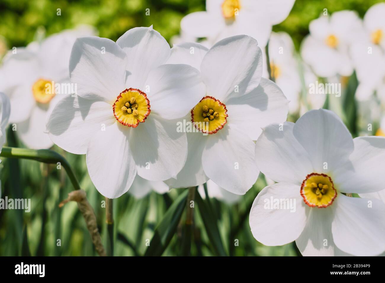 Weiße Narben mit gelber Trompete im Blumenbeet. Selektiver Fokus. Weiß blühende Narzisse im Garten Stockfoto