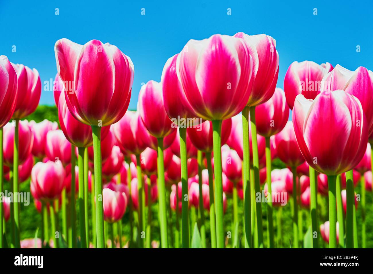 Leuchtend rosafarbene Tulpenblumen, die in einem Tulpenfeld vor dem Hintergrund des blauen Himmels blühen. Hintergrund der Natur. Stockfoto