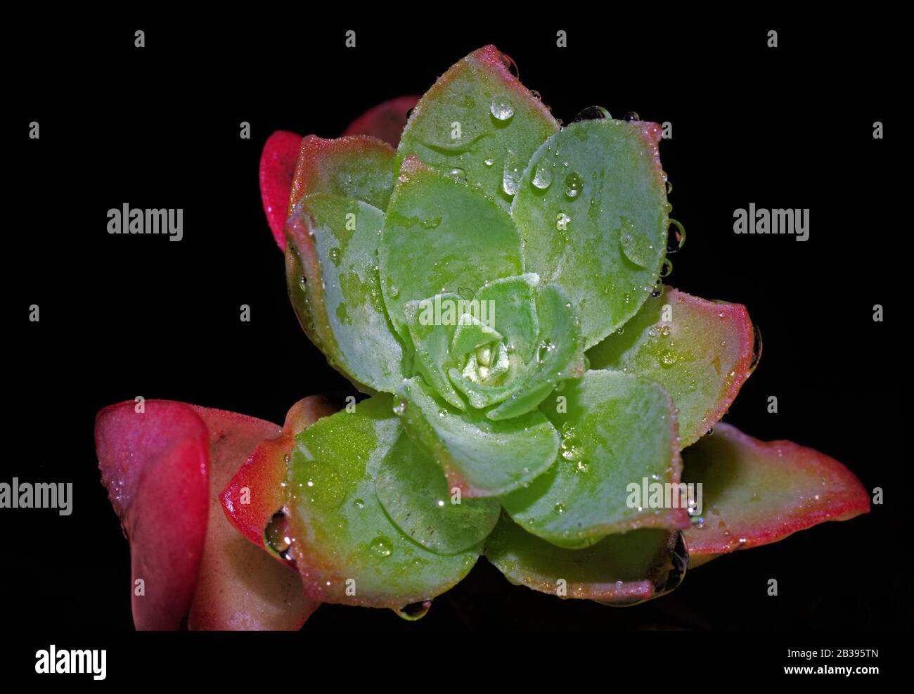 Steinmetzrop (Sedum palmeri) blüht dicht auf Stockfoto