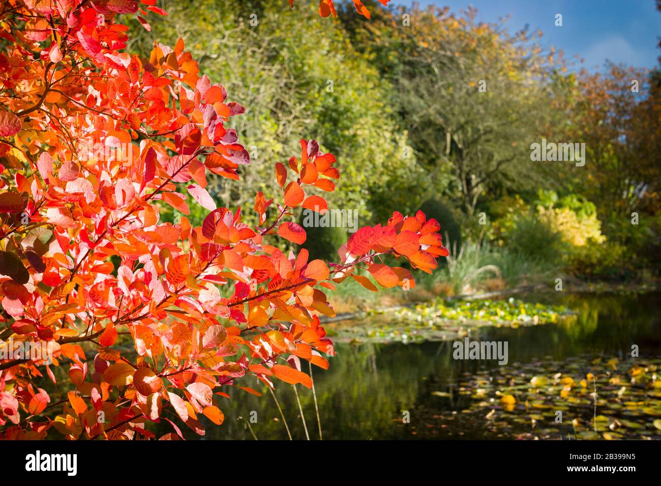 Eine brillante Darstellung der Blattfarbe im Herbst, die von Coginus coggygia geboten wird, der in einem englischen Garten in Wiltshire England wächst Stockfoto