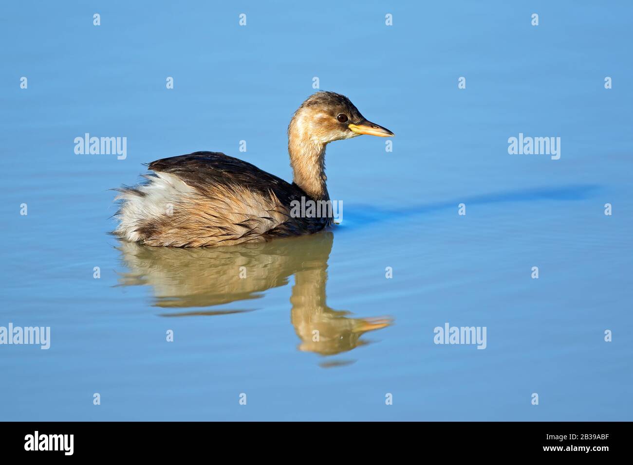 Kleine Grebe (Tachybaptus ruficollis) Schwimmen, Südafrika Stockfoto