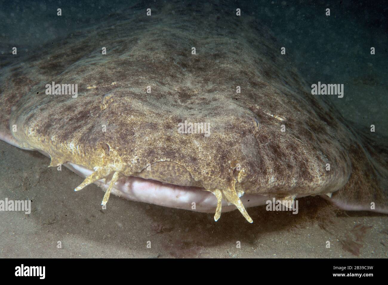 Engelhai, Engelhai, (Squatina squatina) Stockfoto