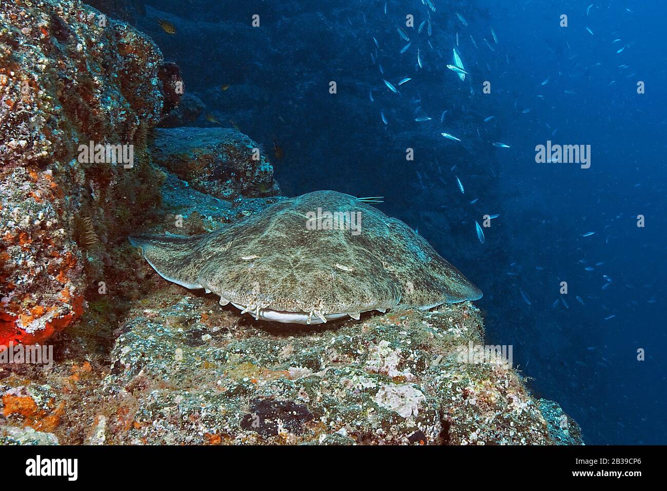 Engelhai, Engelhai, (Squatina squatina) Stockfoto