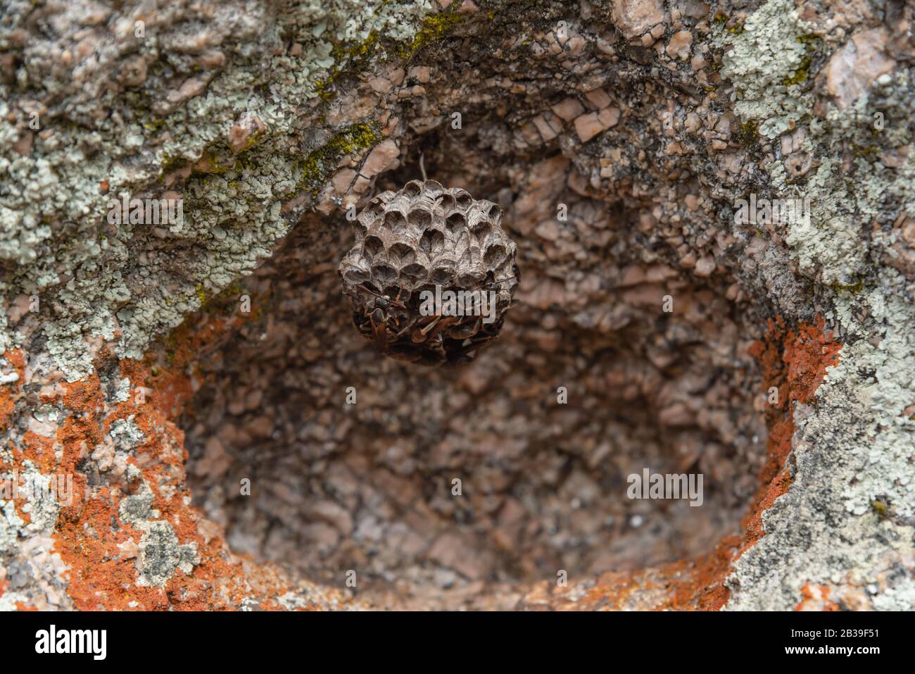 Eine Wespenwabe, mit Wespen arbeitend, hängt zum Schutz an einem bunten, erodierten höhlenförmigen Stein Stockfoto