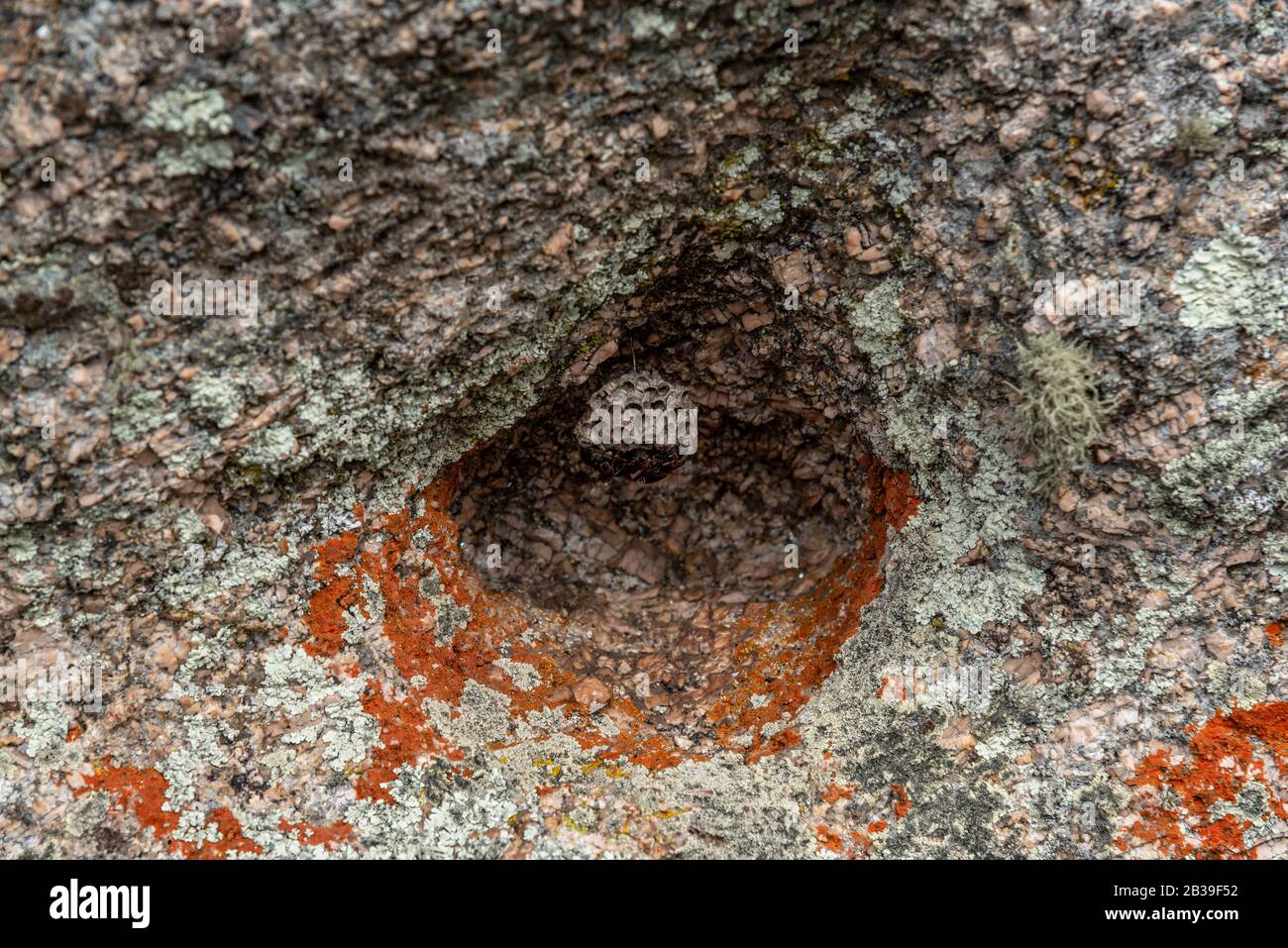 Eine Wespenwabe, mit Wespen arbeitend, hängt zum Schutz an einem bunten, erodierten höhlenförmigen Stein Stockfoto